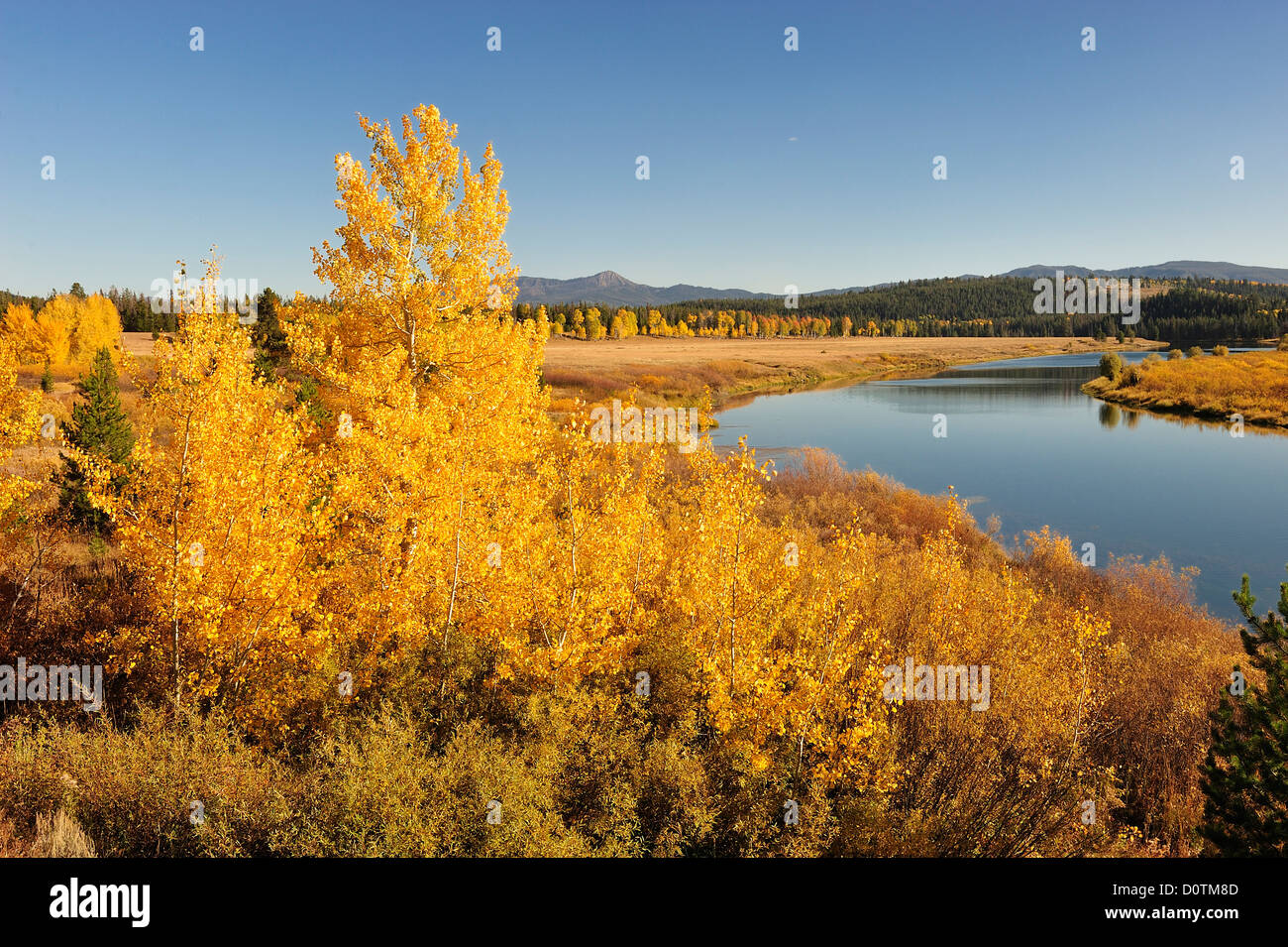 Aspen, autumn, colors, foliage, Oxbow Bend, Snake River, foliage, Grand Teton, National Park, Wyoming, USA, United States, Ameri Stock Photo