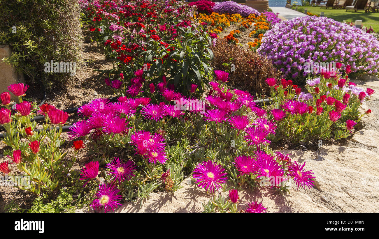 Flower Garden Paphos Cyprus Stock Photo Alamy