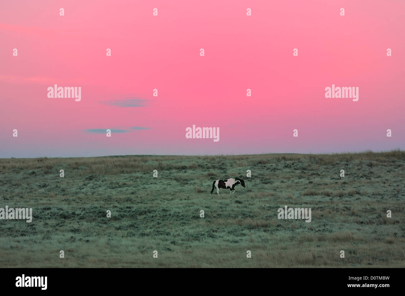 Mood, lonesome, american, west, wild, grassland, pink, sky, green, Horse, Wyoming, USA, United States, America, North America, Stock Photo