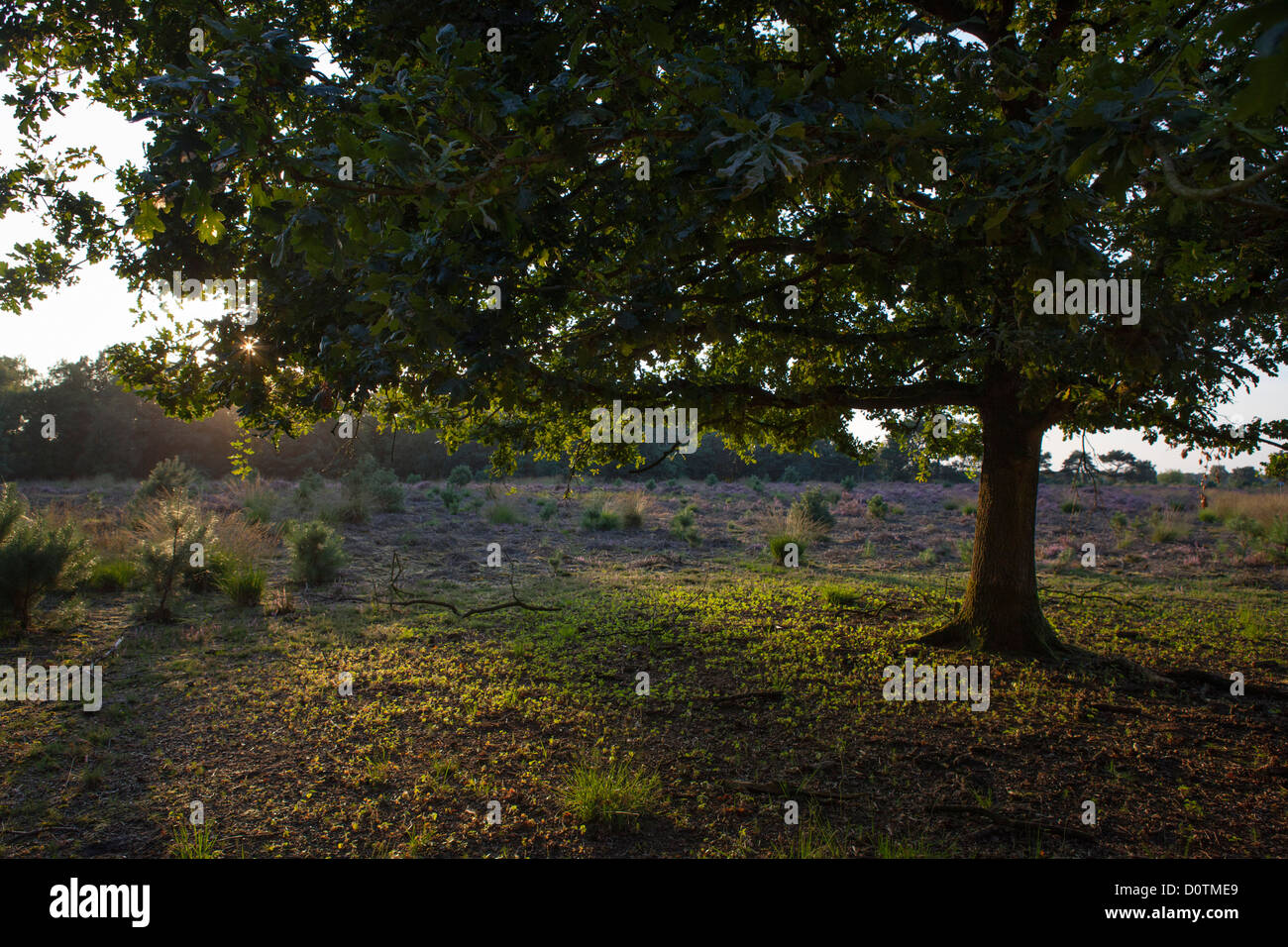Strabrechtse Heide romantic landscape at sunset with a tree. Same tree, same composition but winter D4P1DP Stock Photo