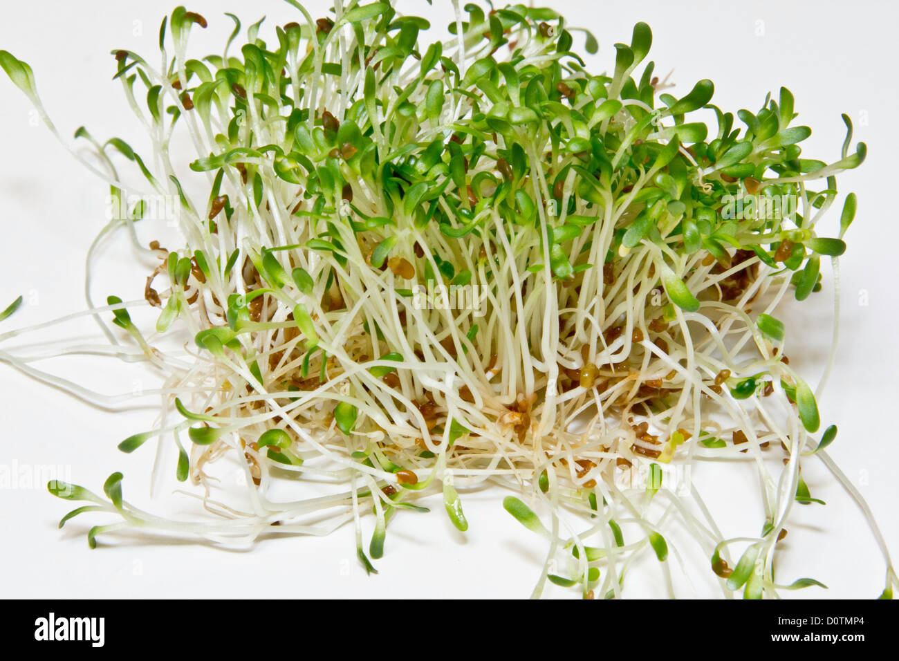 alfalfa, Fabaceae, greens, health, healthy, lucerne grass, Medicago sativa, nutrition, pea family, perennial, raw food, food, sp Stock Photo