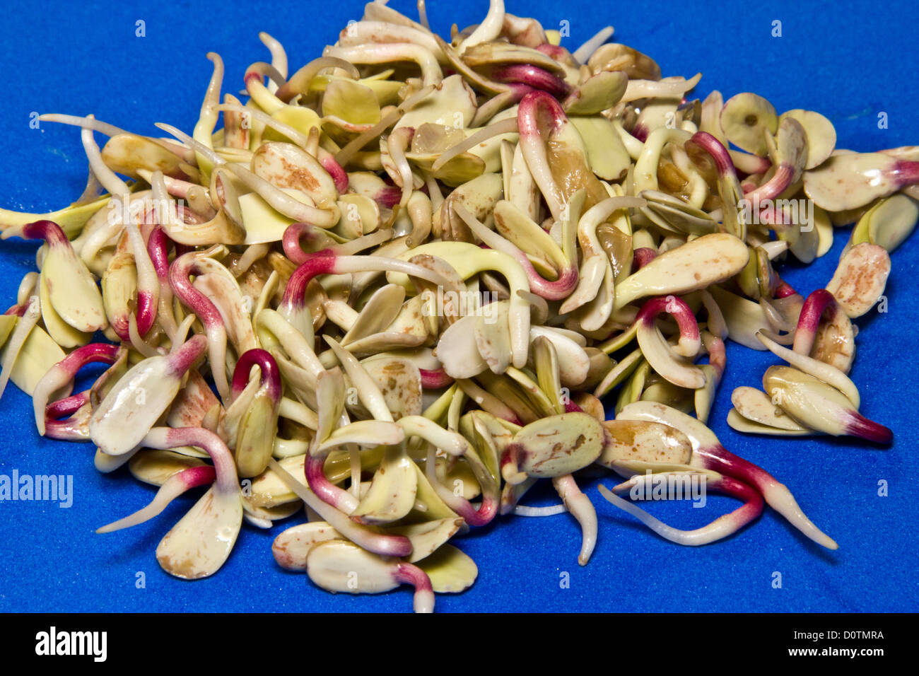 greens, health, healthy, nutrition, raw food, food, sprouts, vegan, vegetables, vegetarian, veggie, sunflower seeds sprouts Stock Photo