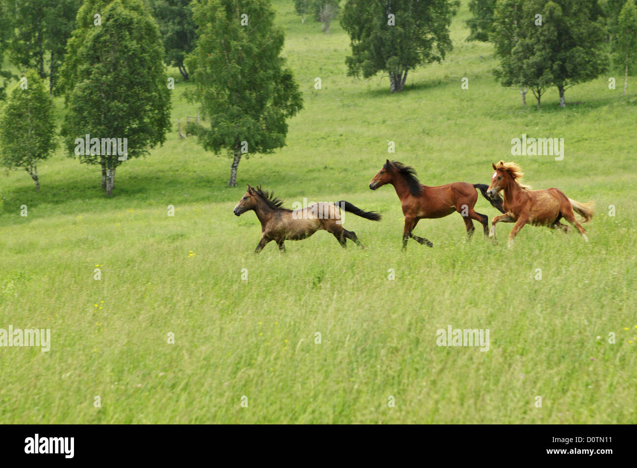 The Altay's meadow running horses on it Stock Photo
