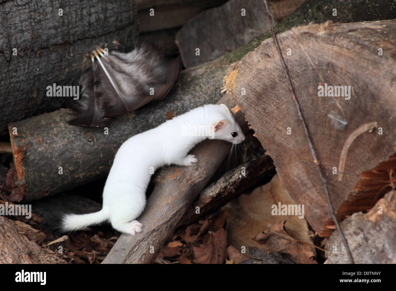 A stoat, or short-tailed weasel hunting for food in a pile of firewood. Stock Photo