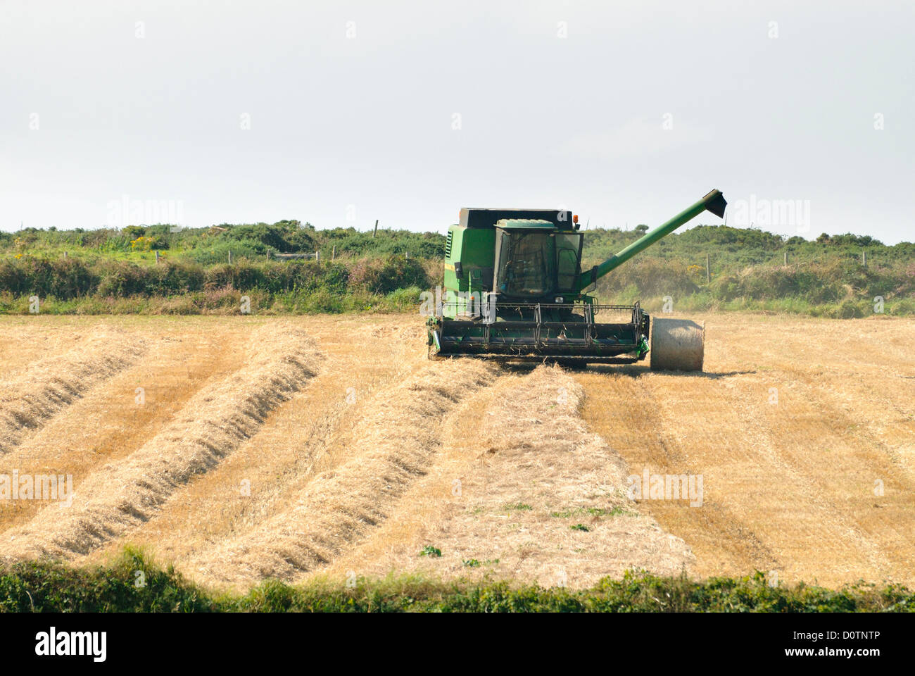 A combine harvester in a small field cutting hay for silage in the sunshine Stock Photo