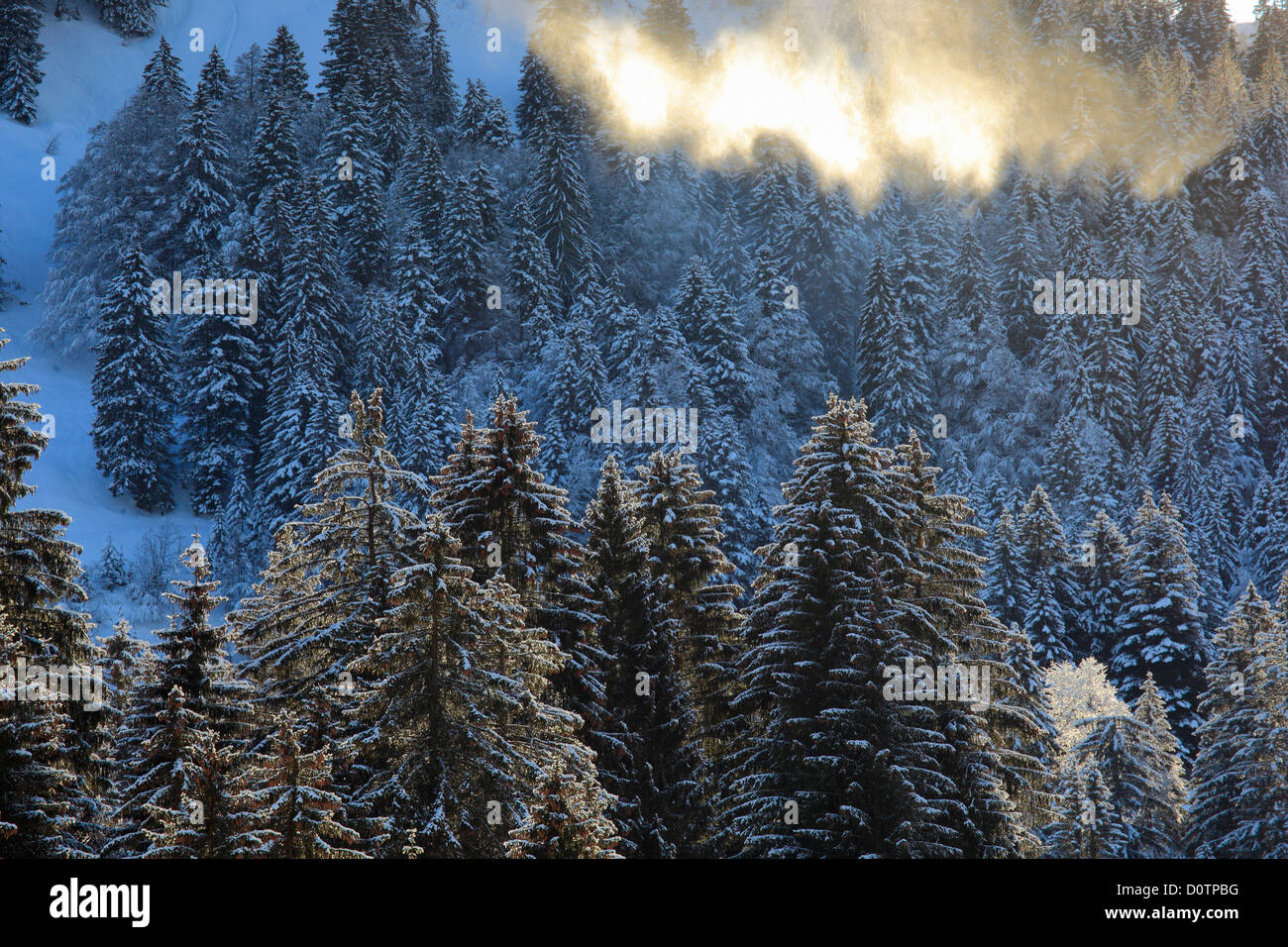 Alps, trees, snow, Switzerland, Europe, sun, sunshine, fir, firs, fir wood, wood, forest, winter, sunny, snow-covered, snowy, Stock Photo