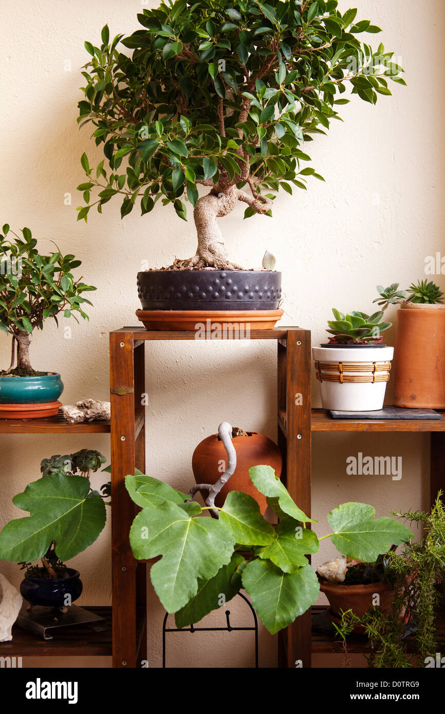 Plants and Bonsai in a garden Stock Photo