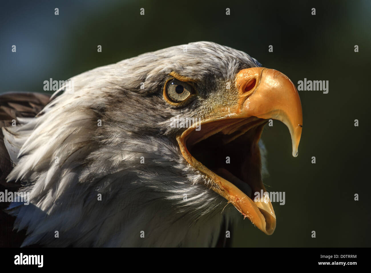Angry Bald Eagle (Haliaeetus leucocephalus Stock Photo Alamy