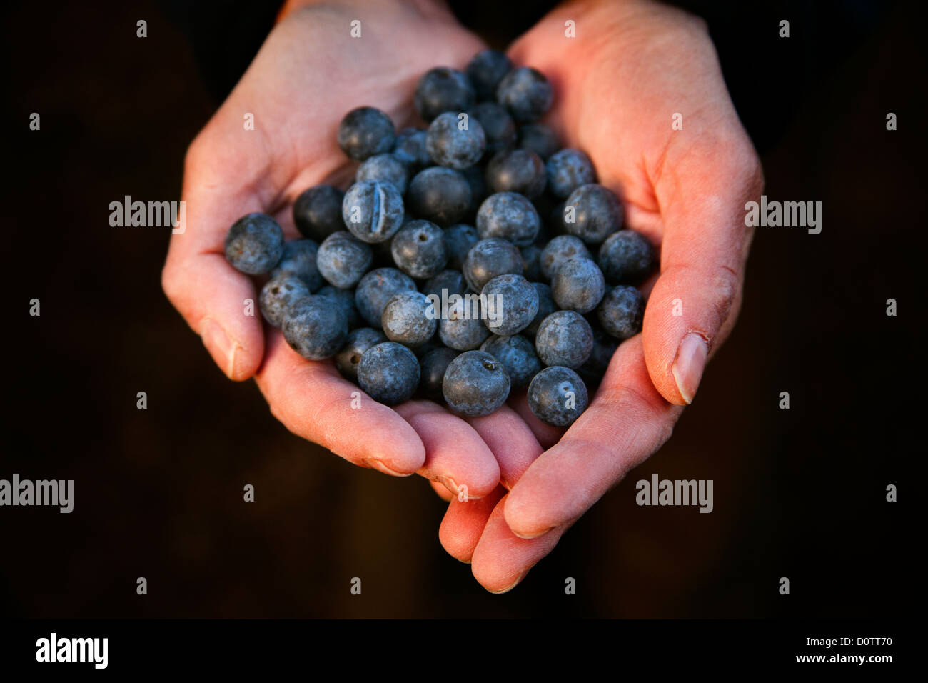 Hands with sloes harvested Stock Photo
