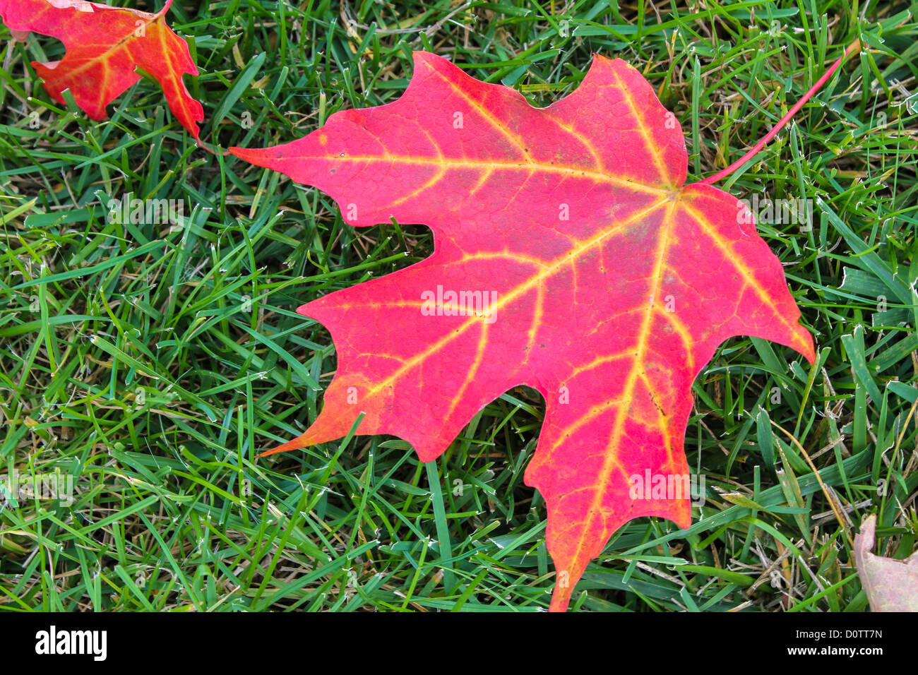 Autumn Red Maple Leaf with Green Grass Background Stock Photo - Alamy