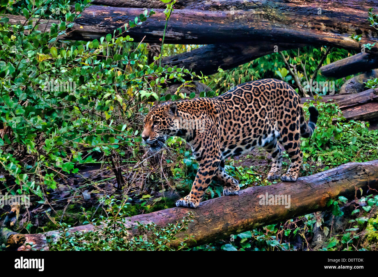 jaguar, panthera onca, animal, USA, United States, America, forest