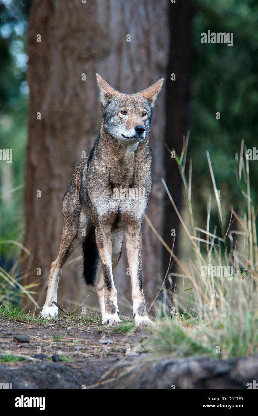 red wolf, canis rufus, endangered species, wolf, animal, USA, United States, America, forest Stock Photo