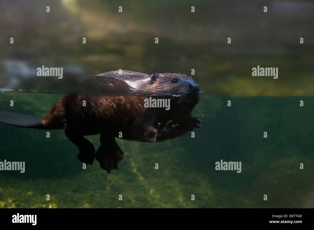 beaver, castor canadensis, swimming, water, underwater, animal, USA, United States, America, split, Stock Photo