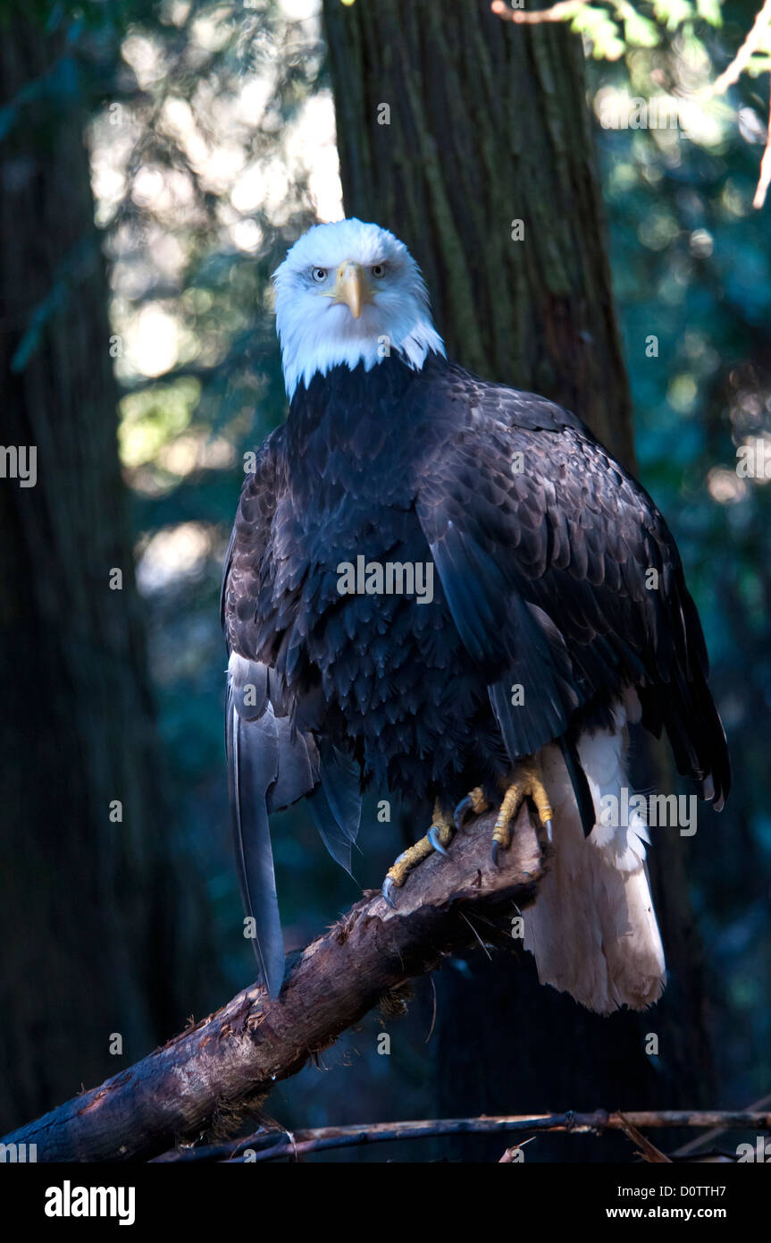 bald eagle, haliaeetus leucocephalus, bird, eagle, USA, United States, America, branch Stock Photo