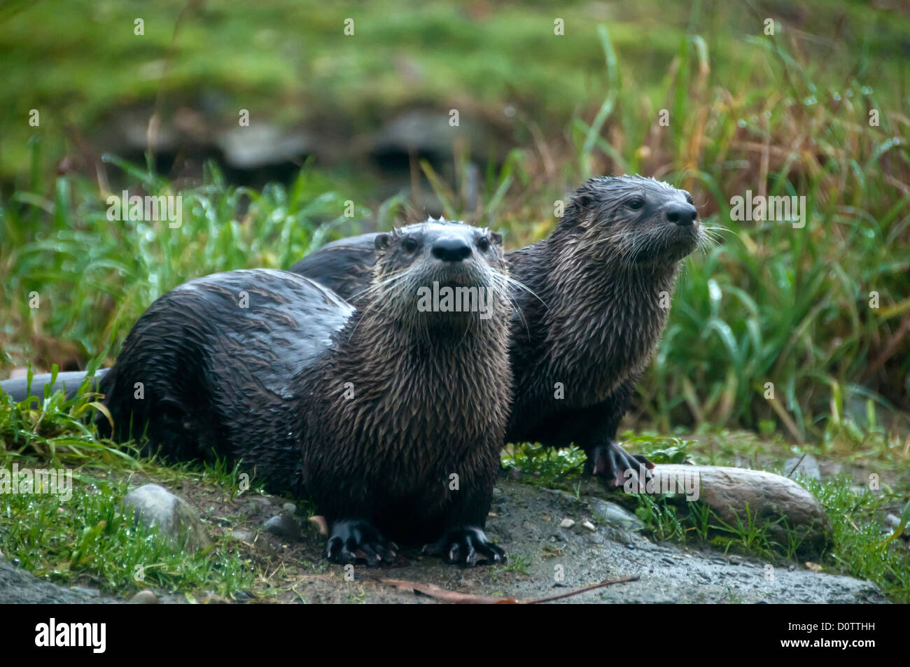 river otter, lutra canadensis, otter, animal, USA, United States, America, Stock Photo