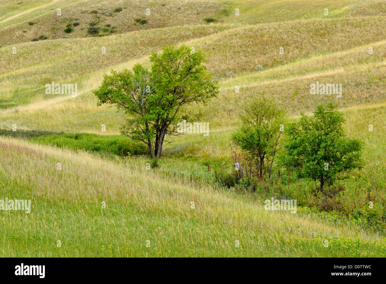 Coulee with grasses and cottonwoods in late summer, Glasgow, Montana ...