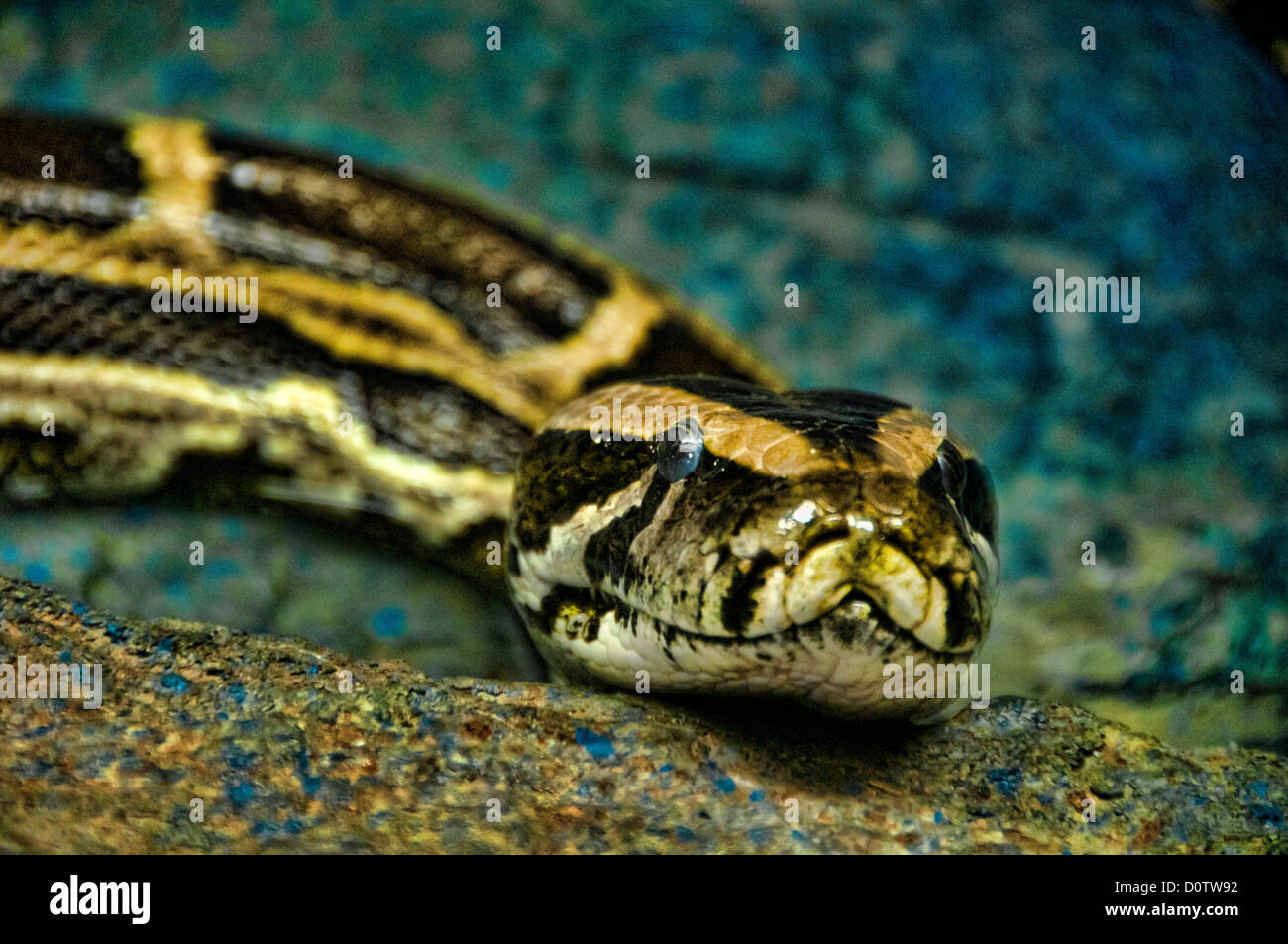 burmese python, python molurus, python, snake, USA, Vereinigte Staaten ...