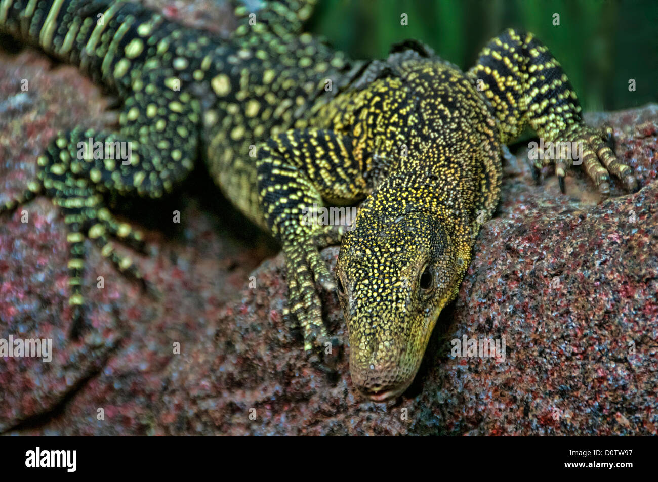 crocodile monitor, varanus salvadorii, lizard, monitor lizard, animal, USA, Vereinigte Staaten, Amerika, Stock Photo