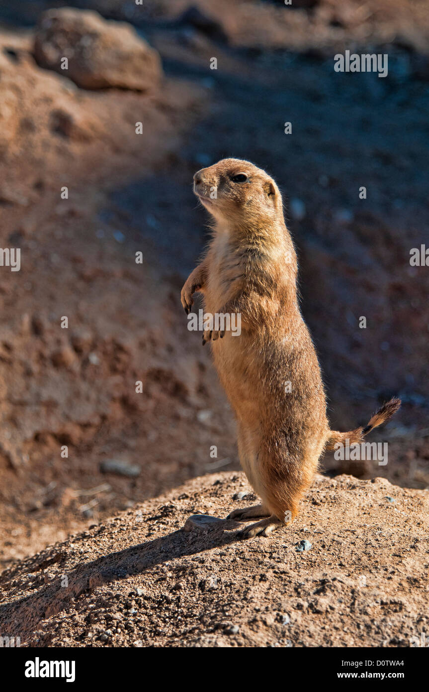 blacktail prairie dog, cynomys ludovicianus, prairie dog, animal, USA, Vereinigte Staaten, Amerika, standing, Stock Photo