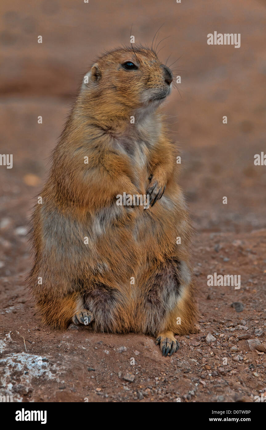 blacktail prairie dog, cynomys ludovicianus, prairie dog, animal, USA, Vereinigte Staaten, Amerika, sitting Stock Photo