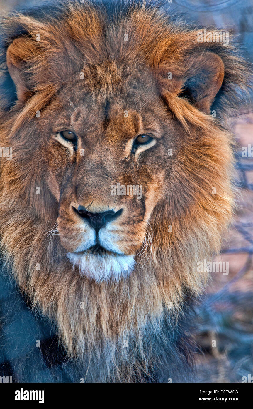 lion, portrait, USA, Vereinigte Staaten, Amerika, panthera leo, animal, male Stock Photo