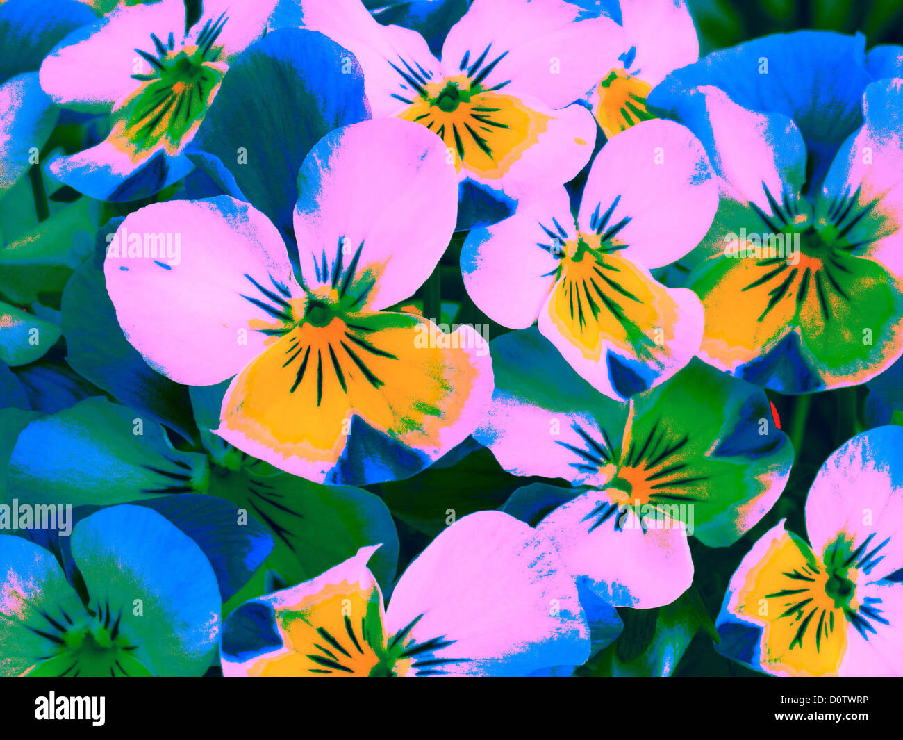 Flowers, plants, violet, horn-rimmed violet, viola, blossoms, flourish, colourful, alienated Stock Photo