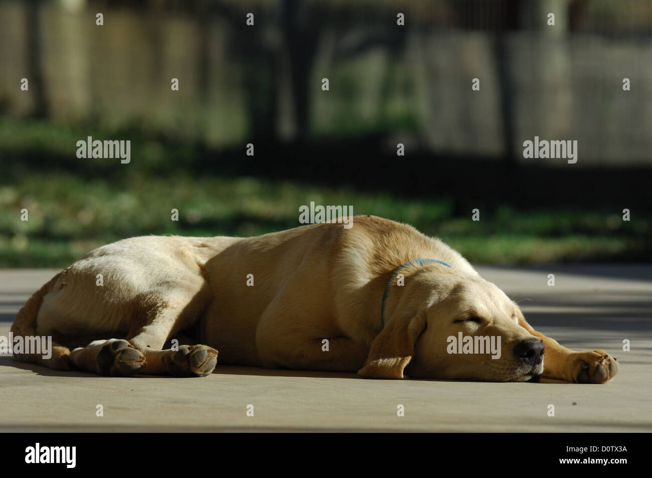 Yellow Labrador Retriever sleeping on the porch Stock Photo - Alamy