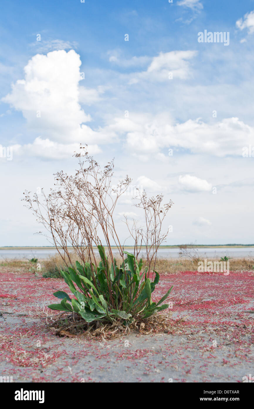 Lonely green bush on dry salty lake Stock Photo