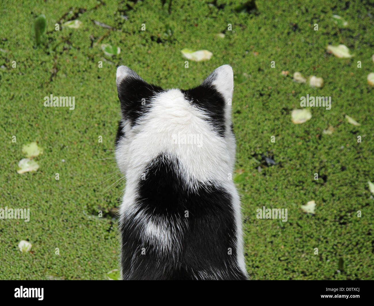 Animal, cat, house cat, back, behind, lurk, black, pond, water lenses, white, ears, Stock Photo