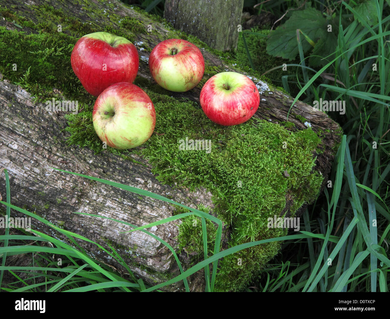 Tree, tree stump, lie, rotten, ramshackle, humid, moist, moss, apple, four, arrangement Stock Photo