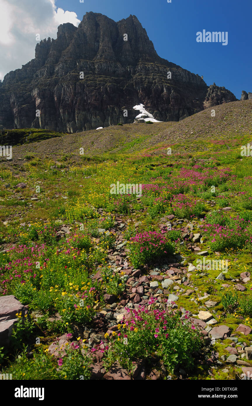 Glacier national park flowers hi-res stock photography and images - Alamy