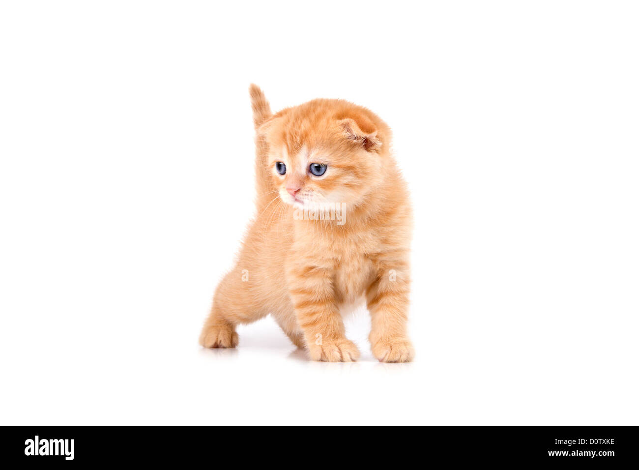 Scottish fold kitten isolated on white background Stock Photo - Alamy