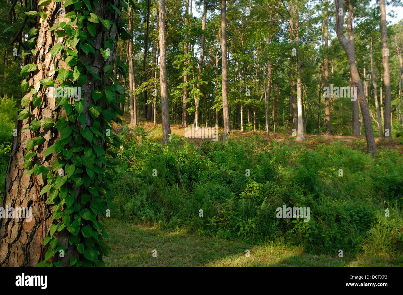 Pine trees and vines in the Angelina National Forest in East Texas