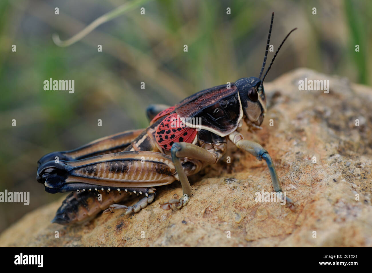 on a rock in Big Bend National Park Texas Stock Photo Alamy