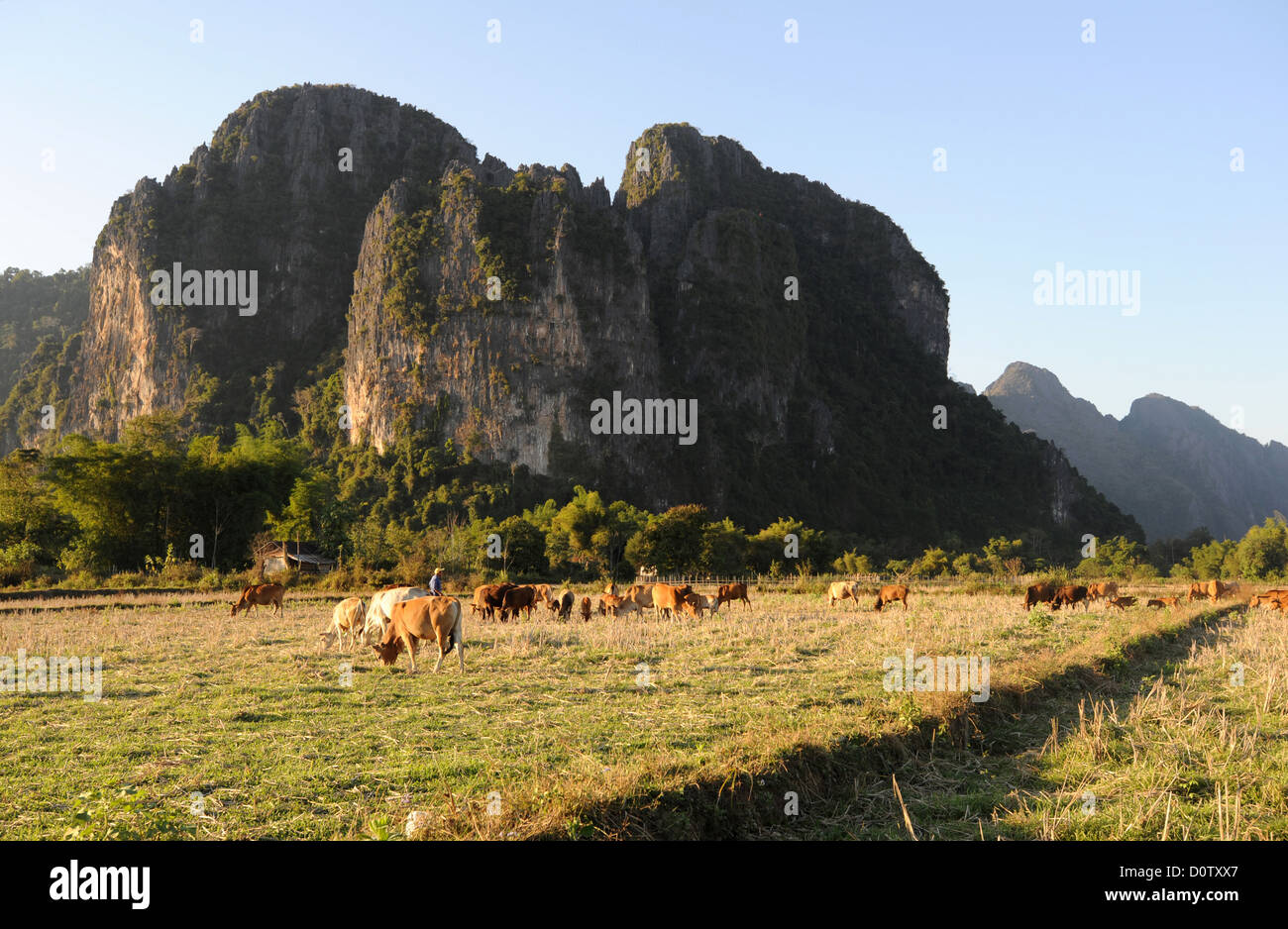 Laos, Asia, Vang Vieng, agriculture, cows, mountain, field Stock Photo