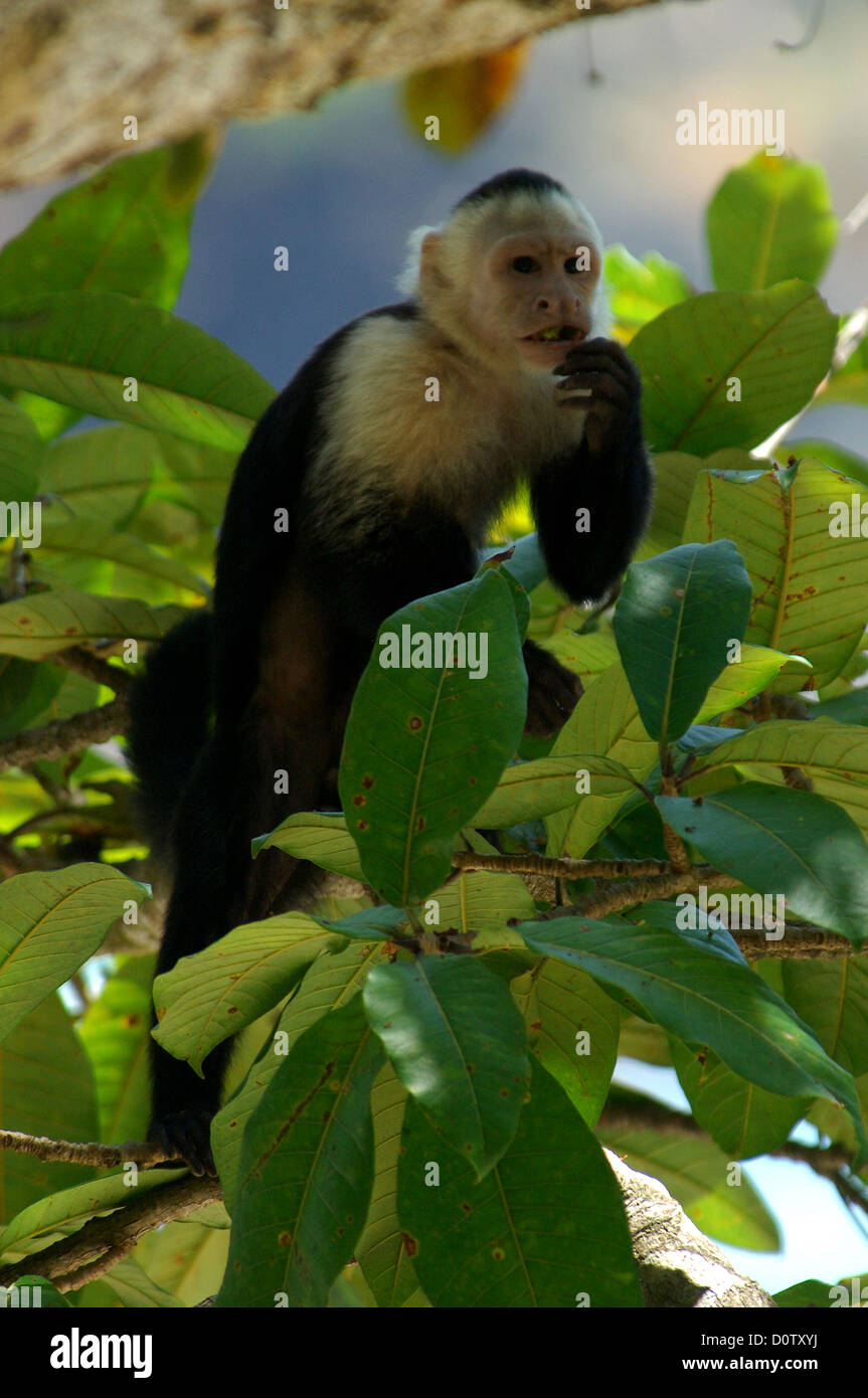 Capuchin monkey in Manuel Antonio National Park, Costa Rica Stock Photo