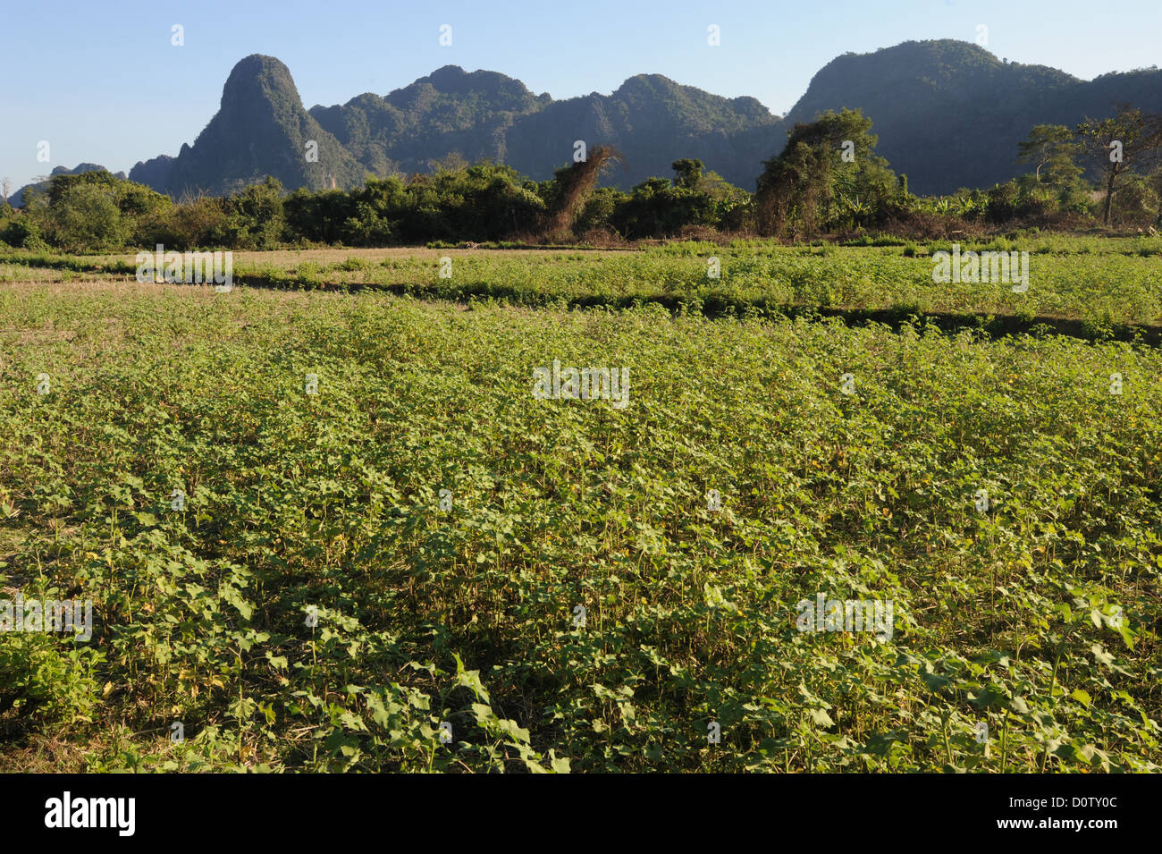 Laos, Asia, Vang Vieng, mountains, scenery, landscape, agriculture, field Stock Photo