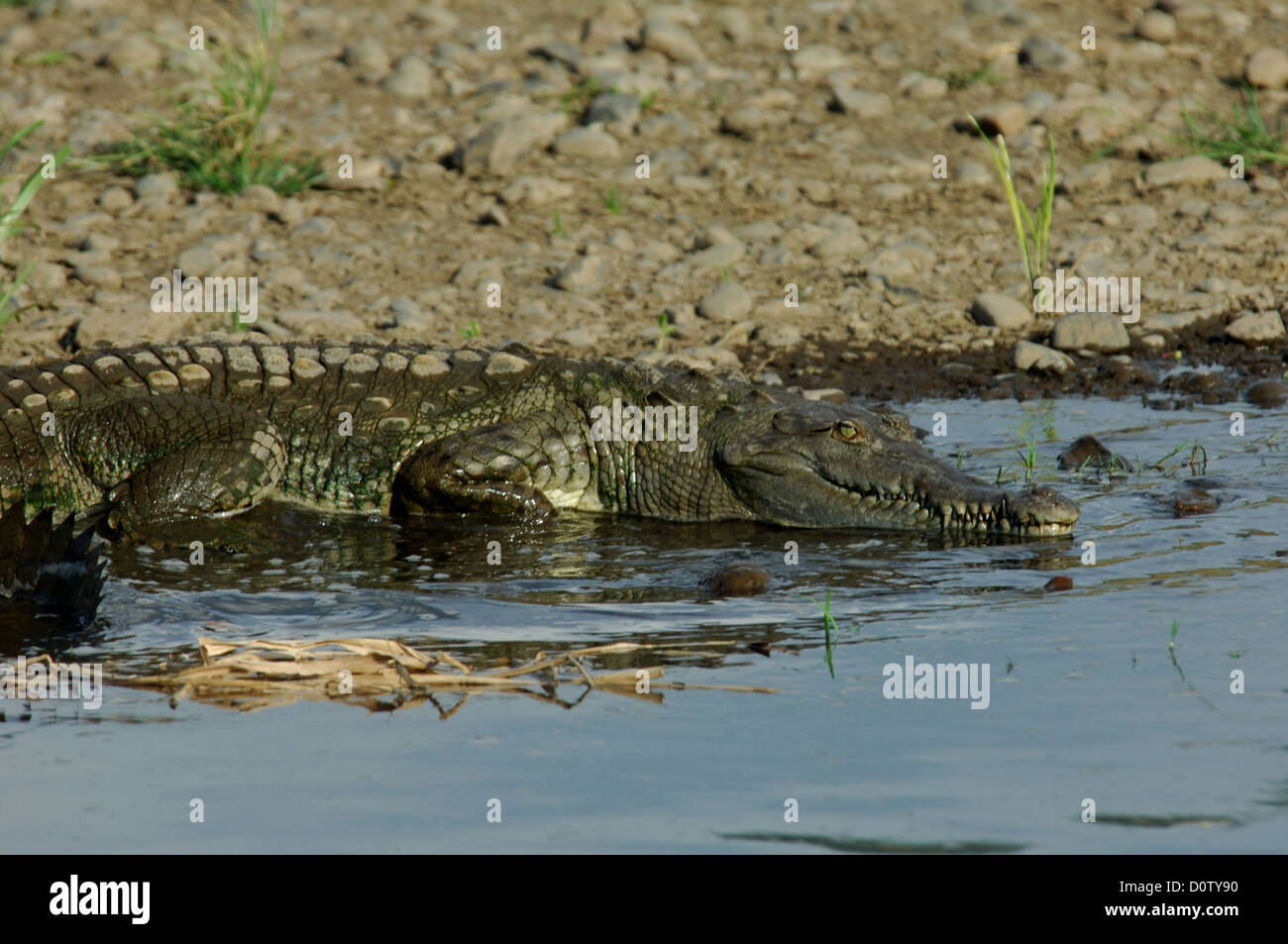 American crocodile (Crocodylus acutus) on the Rio Tarcoles, Costa Rica Stock Photo