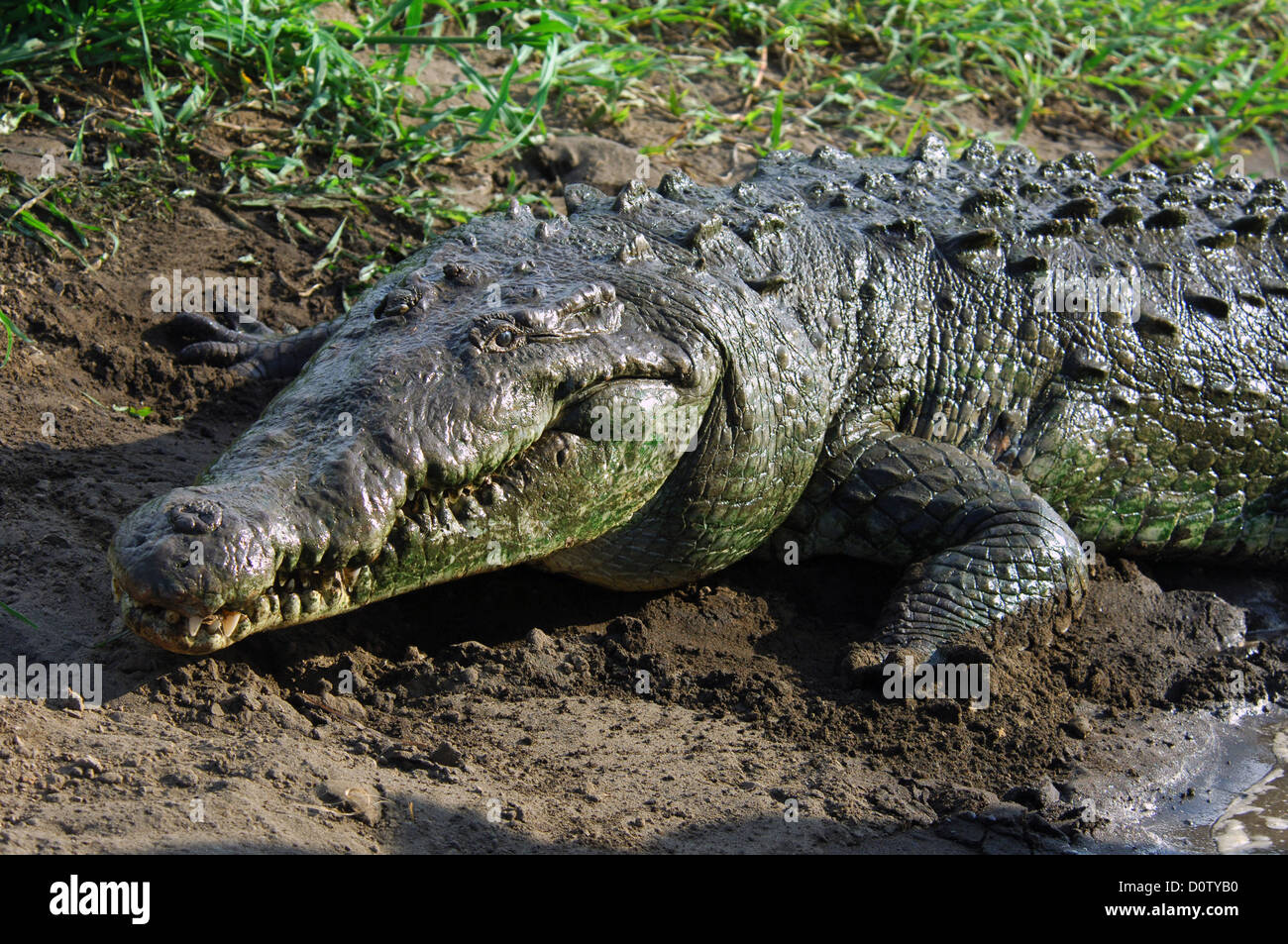 American crocodile (Crocodylus acutus) on the Rio Tarcoles, Costa Rica Stock Photo