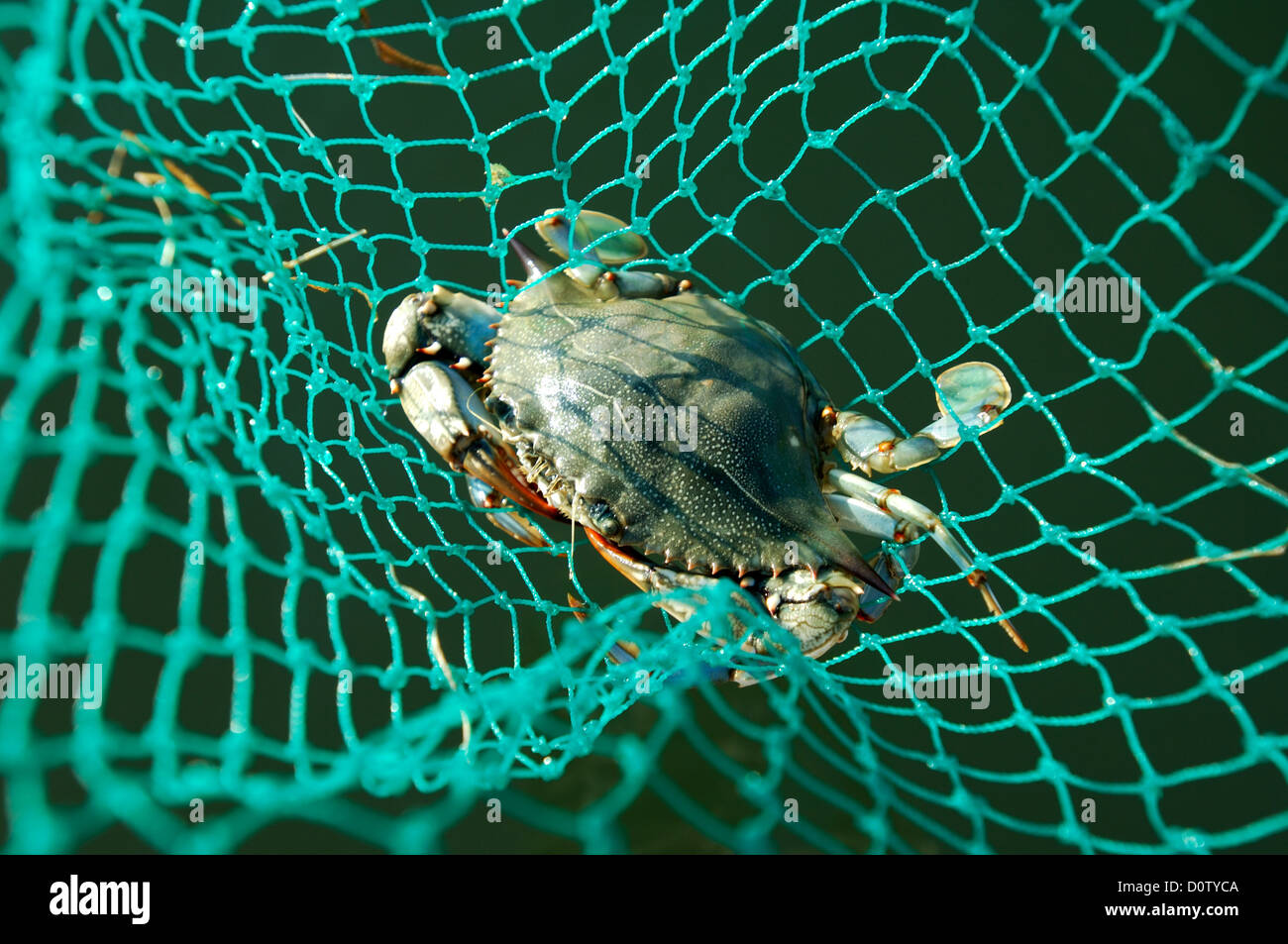 Blue crab (Callinectes sapidus) in a fishing net in Port Aransas Texas Stock Photo
