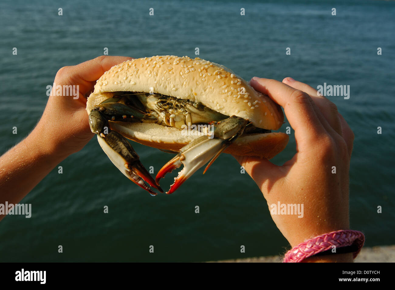 Young girl with a live blue crab (Callinectes sapidus) sandwich in Port Aransas Texas Stock Photo