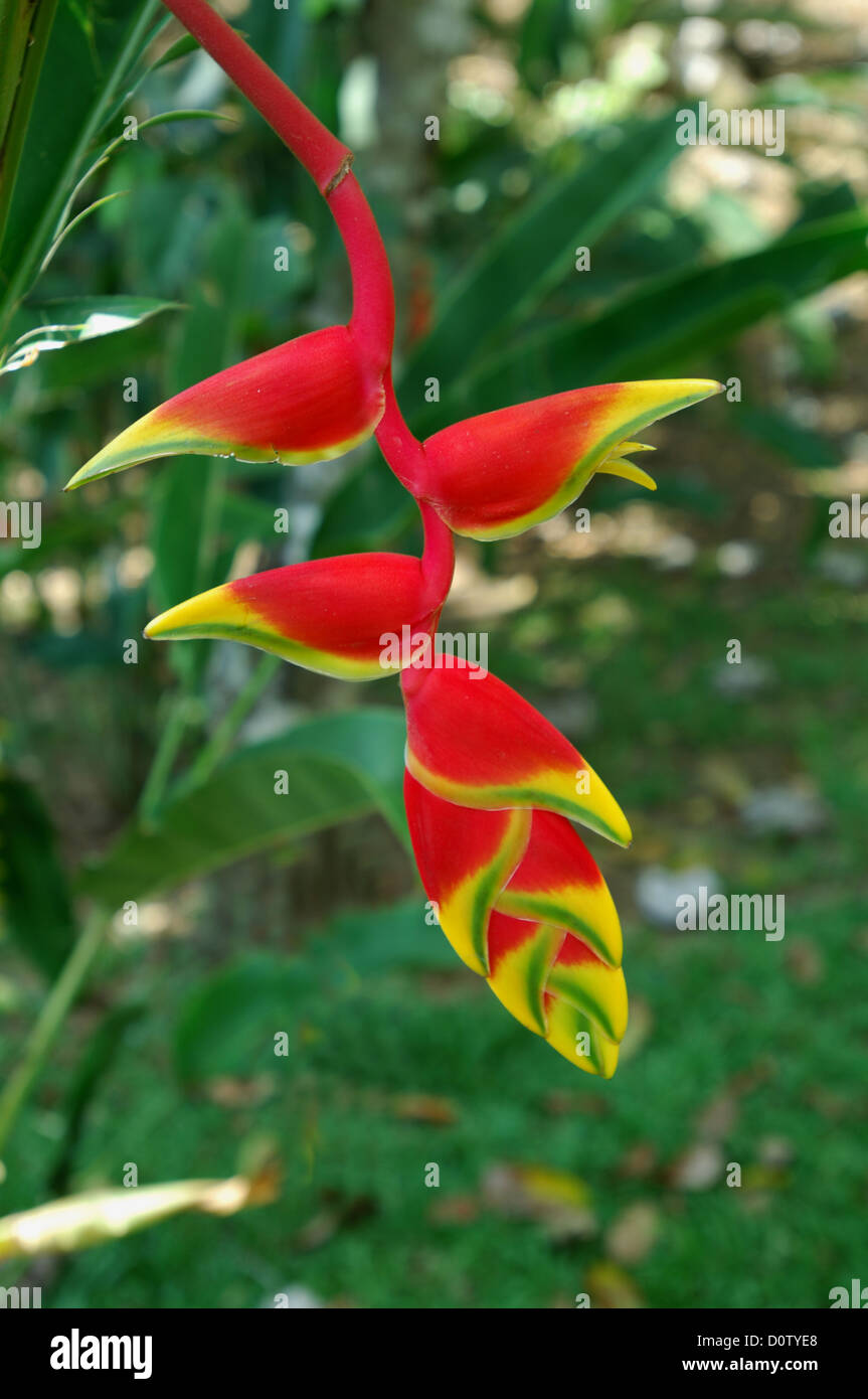 Jungle flower in Costa Rica Stock Photo Alamy