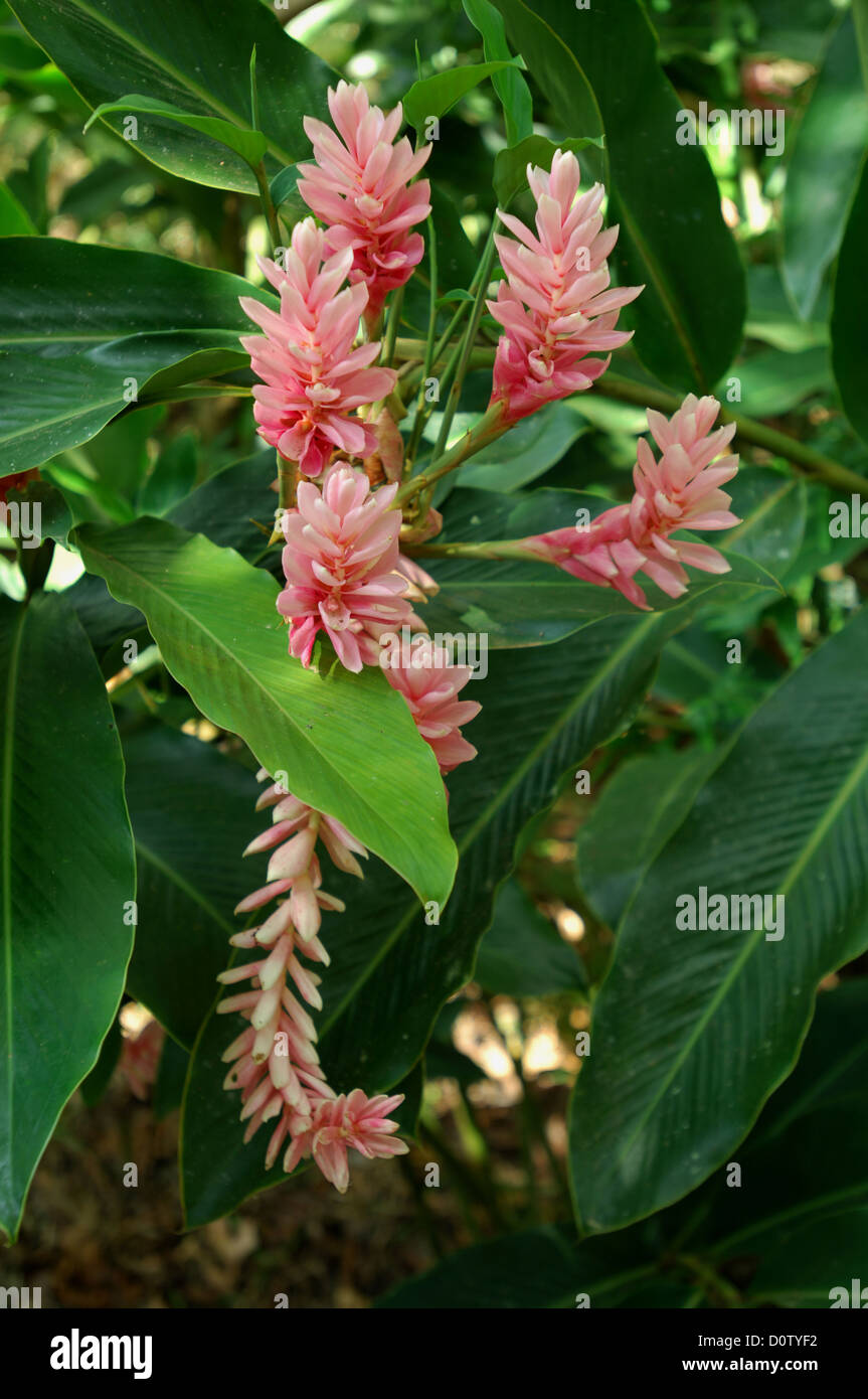 Jungle flowers in Costa Rica Stock Photo Alamy