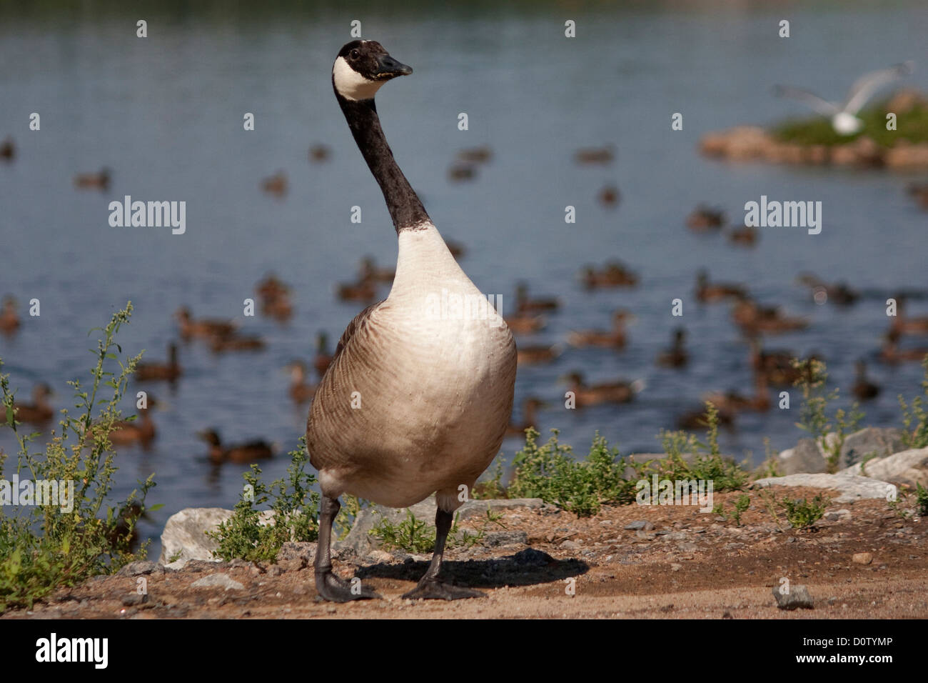Country duck hi res stock photography and images Page 20 Alamy