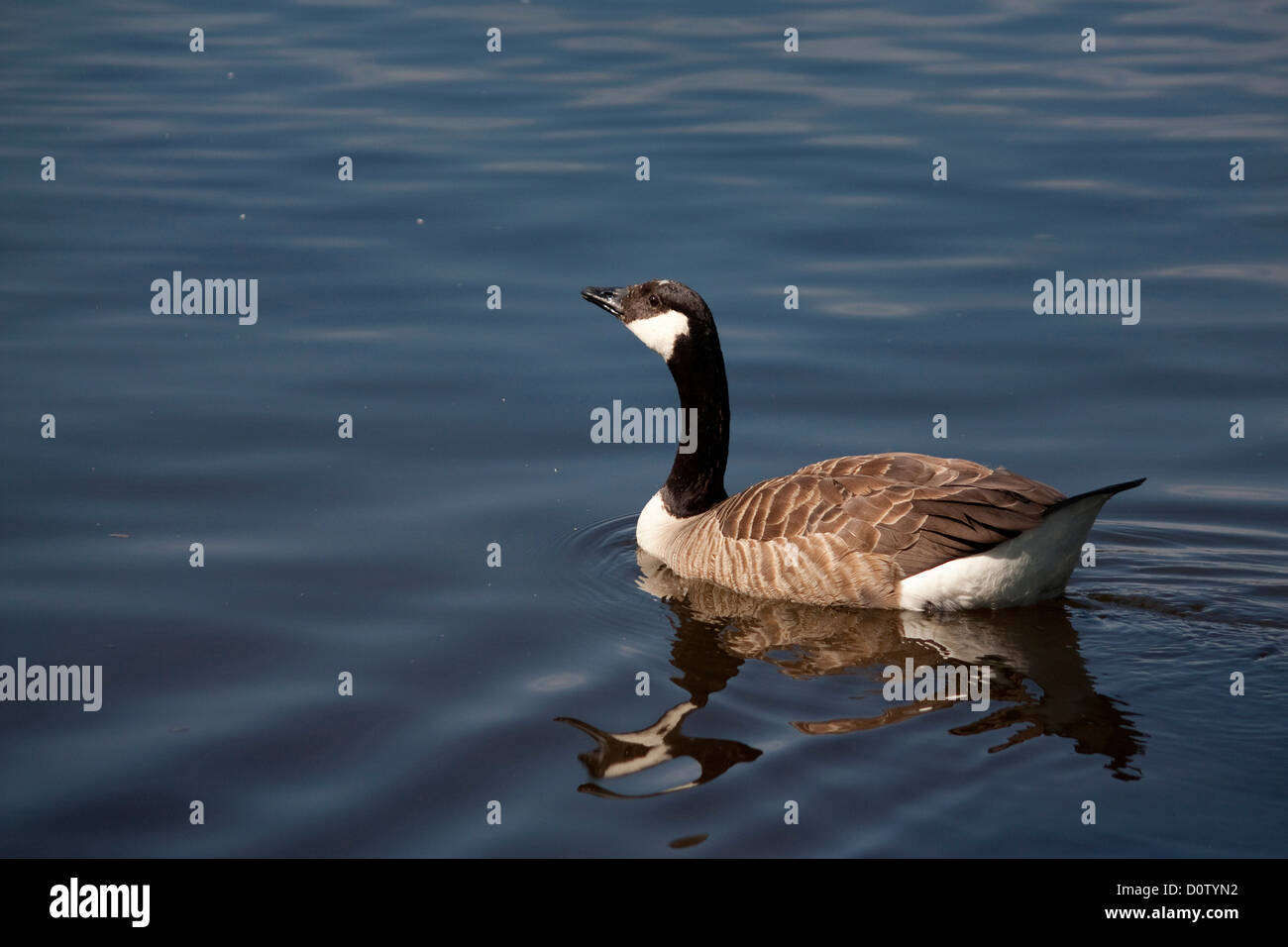 Canada goose donostia spain hotsell