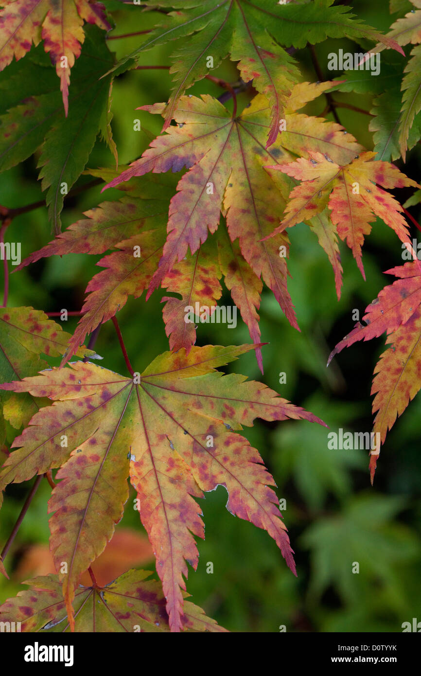 Fall, maple, colors, yellow, red, leaves, discoloration, fall colors, trees, nature, Stock Photo