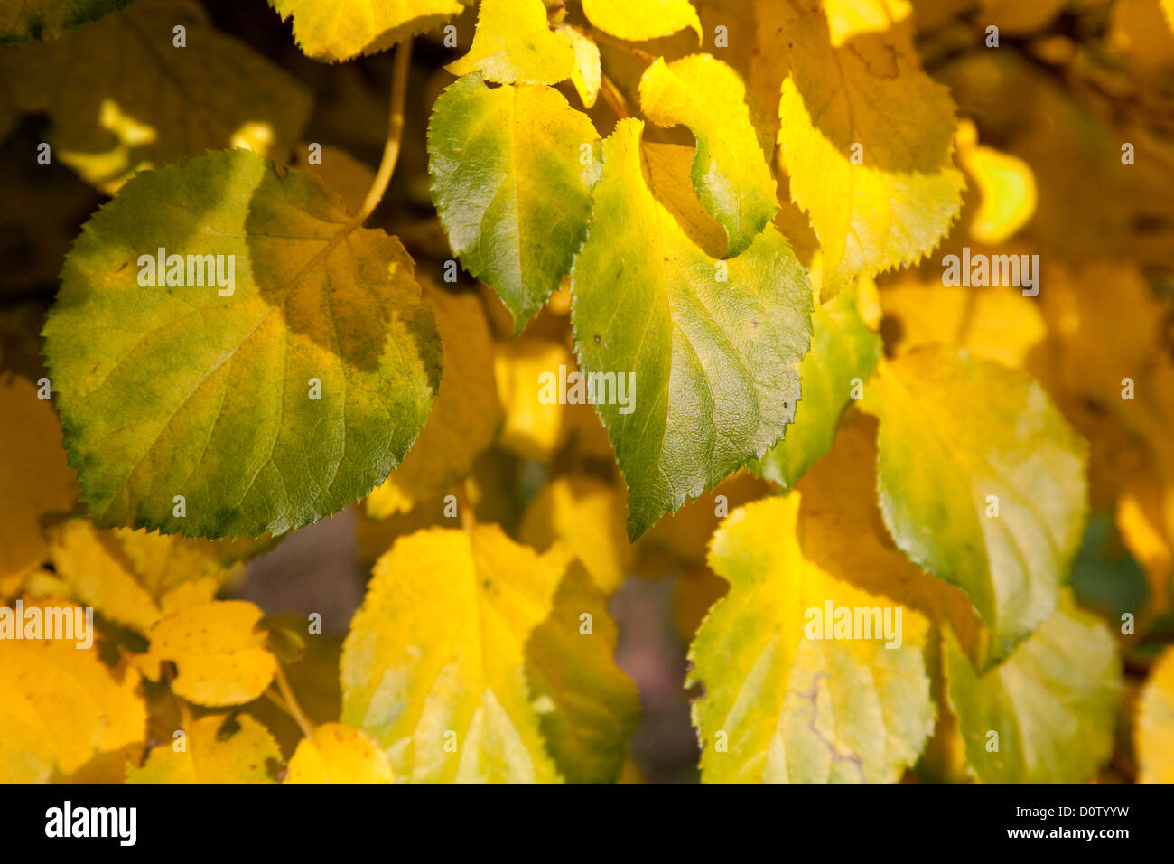 Fall, fall colors, fall color, yellow, discoloration, leaves, bushes Stock Photo