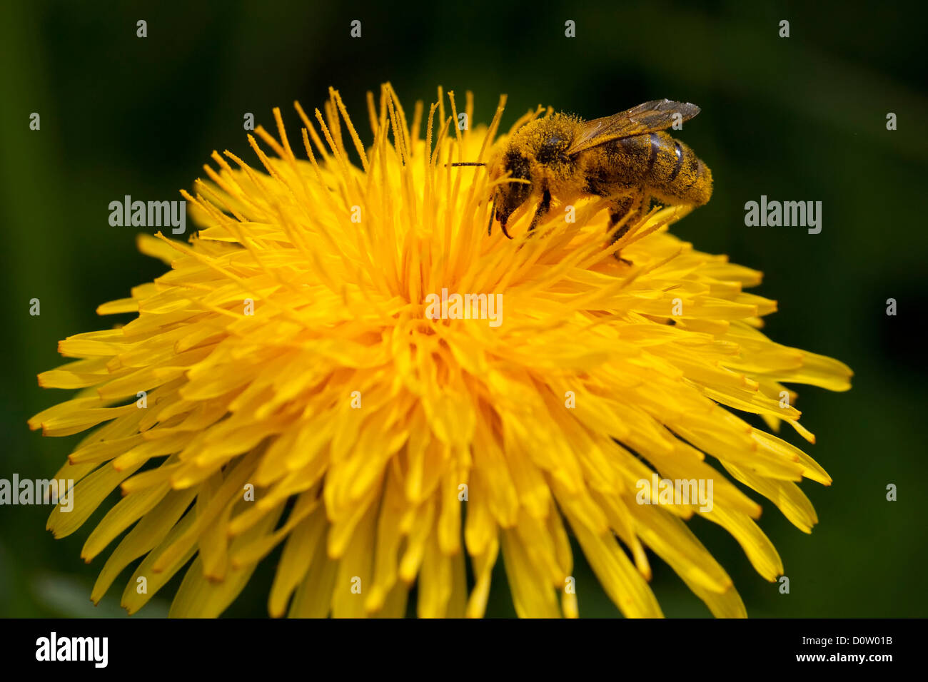 Bee, insect, insects, bees, dandelion, flower, flowers, plants ...