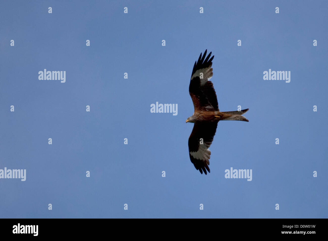 Kite, red kite, bird of prey, birds of prey, fly, predators, flight