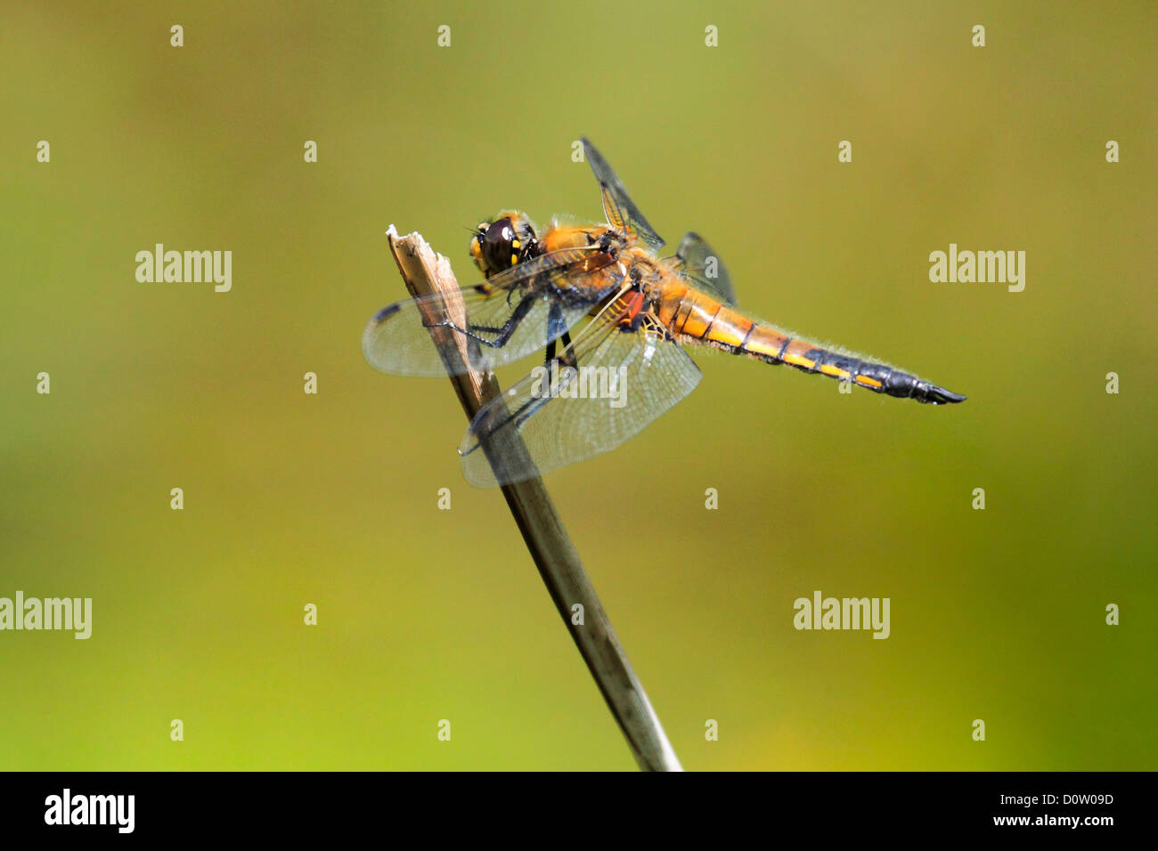 1, dragonfly, Libellula quadrimaculata, portrait, Switzerland, lake, Seleger moor, four-spotted chaser, water, pond, Zurich, bra Stock Photo